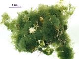 Filamenti epifiti su Corallina elongata